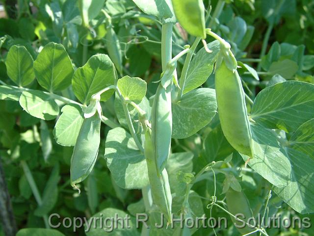 snow peas_ 3